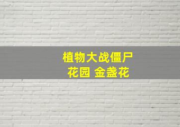 植物大战僵尸 花园 金盏花